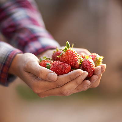 Buy stock photo Closeup, person and hands with strawberries for harvest, food or fresh produce in agriculture, farming or nature. Farmer with bunch of red organic fruit for natural sustainability or healthy vitamins