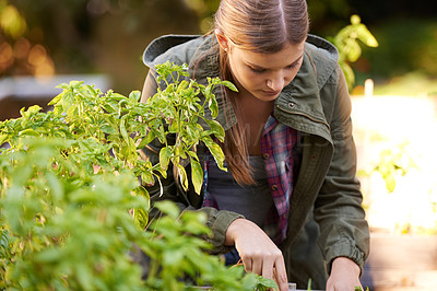 Buy stock photo Woman, plants and harvest with crops for resources in agriculture, growth or natural sustainability of fresh produce. Female person or farmer picking vegetables on farm for nutrition or production