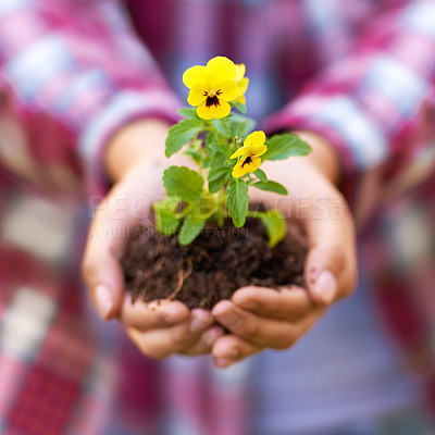 Buy stock photo Person, hands and soil with flower or plant in growth, agriculture or nurture of nature or sprout. Closeup of farmer or harvester with natural stem, bloom or yellow petals from seed in outdoor garden