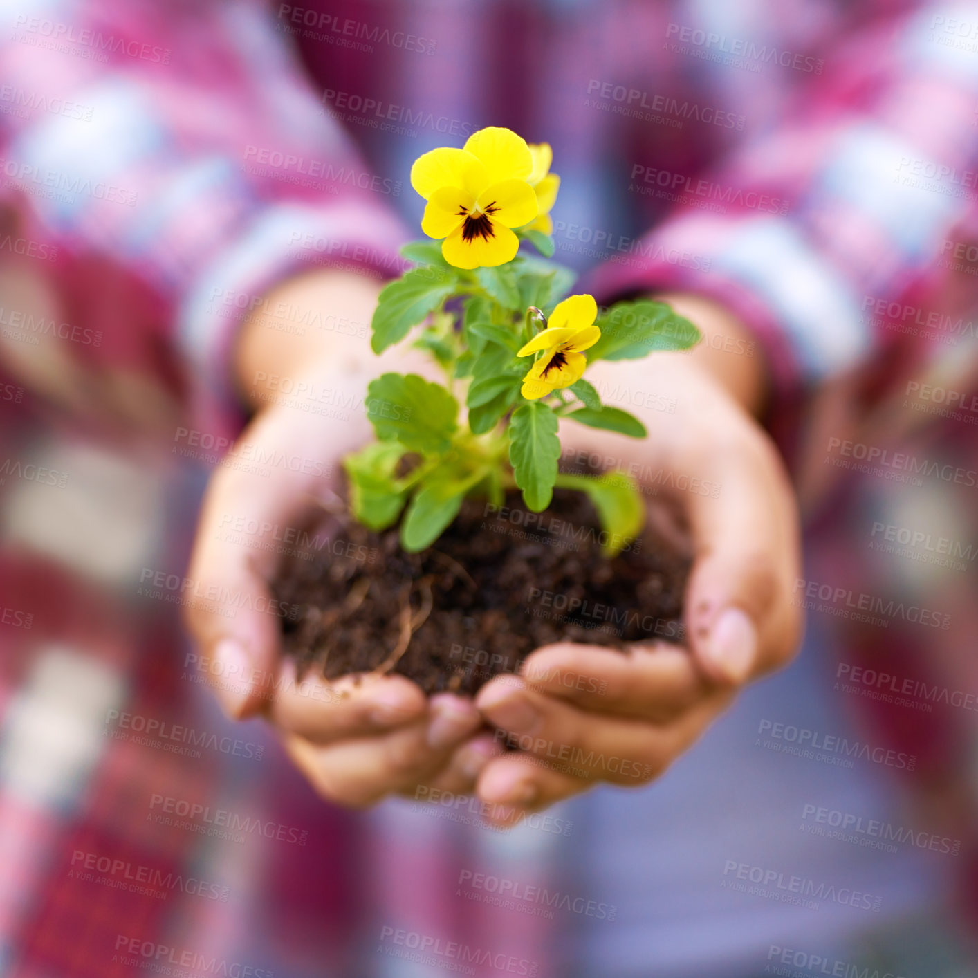 Buy stock photo Person, hands and soil with flower or plant in growth, agriculture or nurture of nature or sprout. Closeup of farmer or harvester with natural stem, bloom or yellow petals from seed in outdoor garden