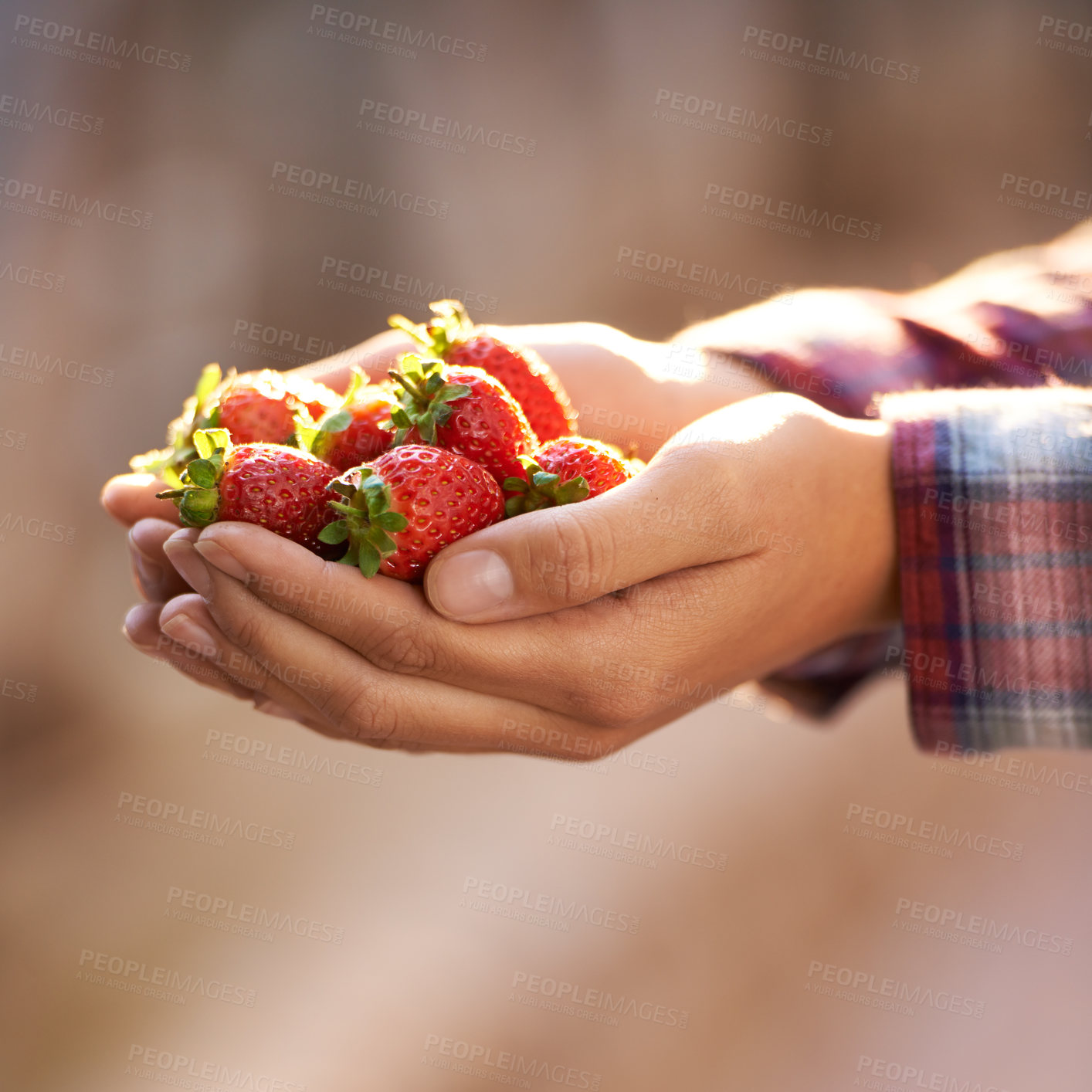 Buy stock photo Strawberry, closeup and person with wellness, hands and harvest with sustainability and agriculture. Woman, farmer and vegan with fruit and organic with health and diet with vegetarian and gardener