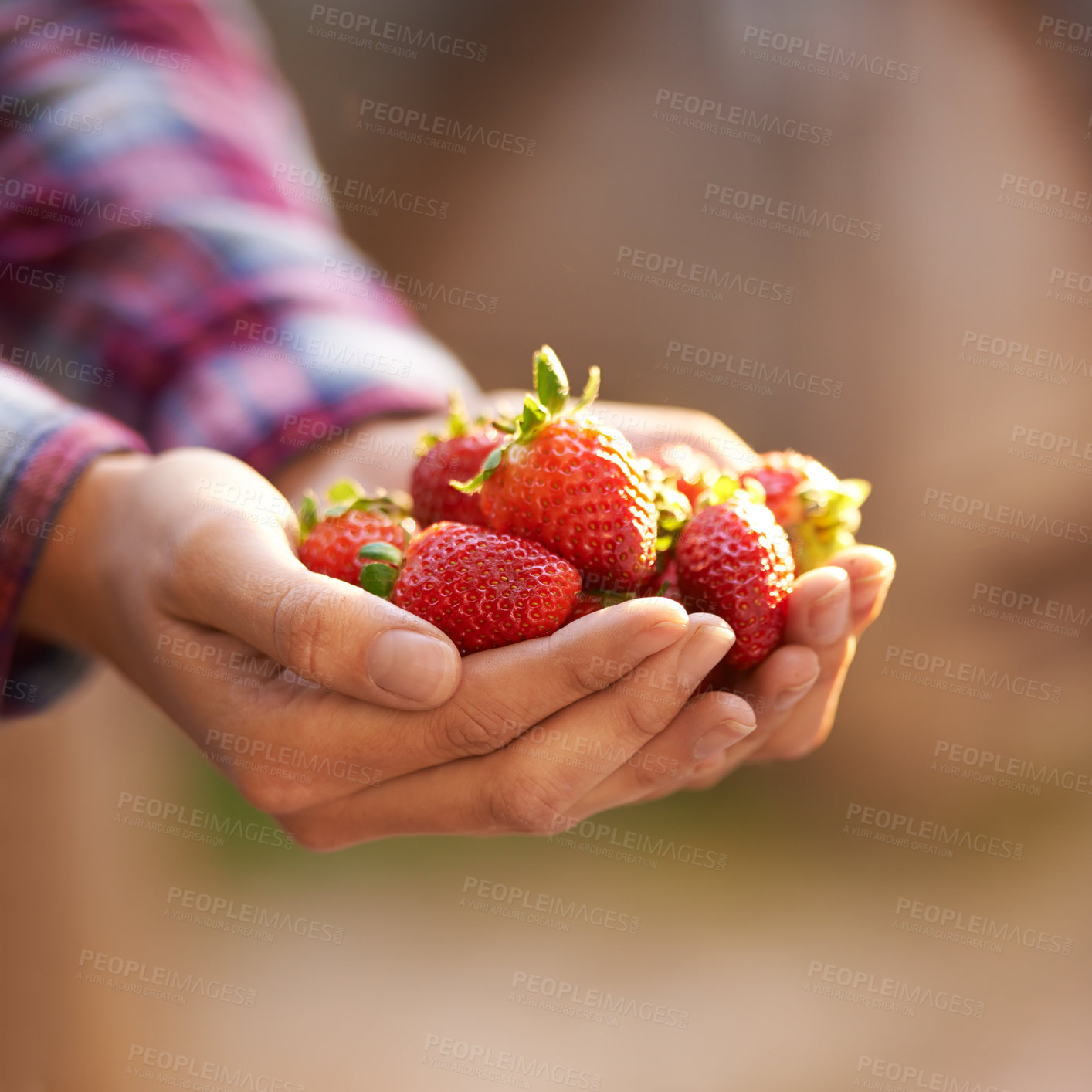 Buy stock photo Strawberry, health and person with nutrition, hands and harvest with sustainability and sunshine. Food, farmer and vegan with fruit and wellness with agriculture or diet with vegetarian and gardener