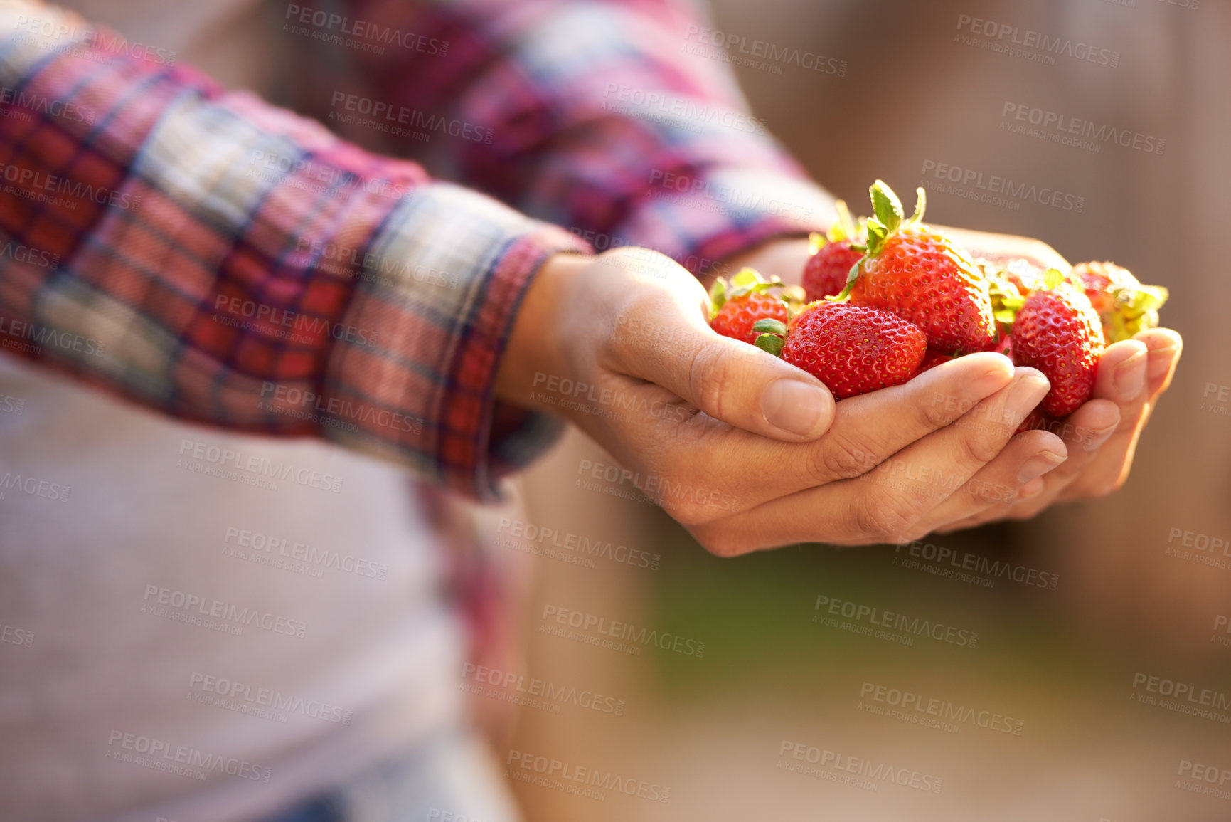 Buy stock photo Closeup, person and hands with strawberries for food, fresh produce or harvest in agriculture, farming or nature. Farmer with bunch of red organic fruit for natural sustainability or healthy vitamins
