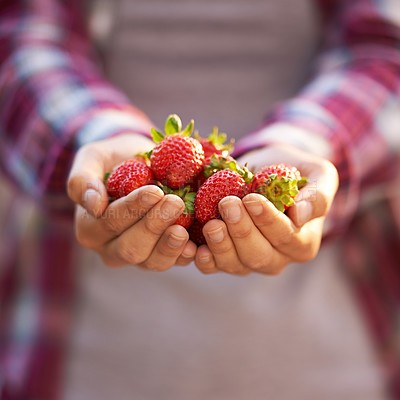 Buy stock photo Cropped shot of a woman holding a handful of fresh strawberries