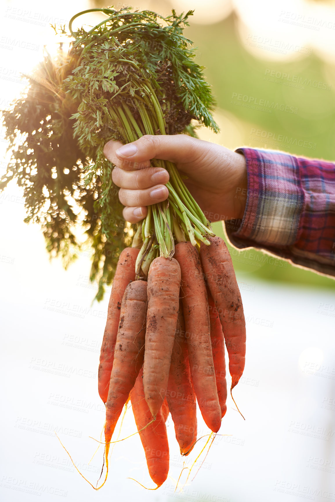 Buy stock photo Cropped shot of a woman holding a bunch of freshly picked carrots