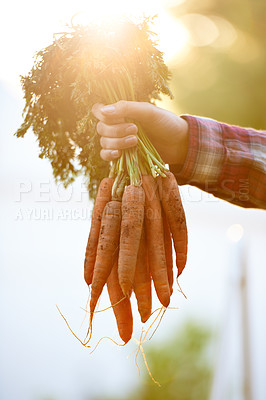 Buy stock photo Closeup, person and hands with bunch of carrots for food, fresh produce or harvest in agriculture, farming or nature. Farmer with roots of organic vegetables for natural growth or sustainability
