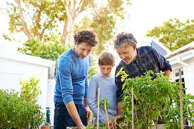 Buy stock photo Family, generations and helping in garden in backyard with grandfather, father and child with nature and plants. Bonding, love and care for men or boy outdoor with green fingers and gardening at home
