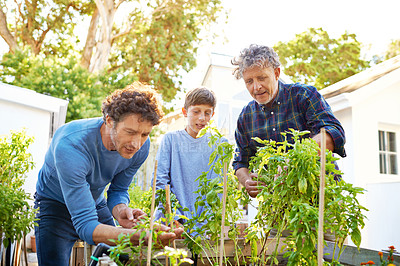 Buy stock photo Family working in garden in backyard fo sustainability, grandfather, father and kid in nature with plants. Bonding, love and care with men and boy outdoor with green leaves and gardening at home