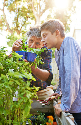 Buy stock photo Gardening, plants and grandfather teaching child on greenery growth, development and environment. Agro, eco friendly and boy kid learning horticulture with senior man outdoor in backyard for hobby.