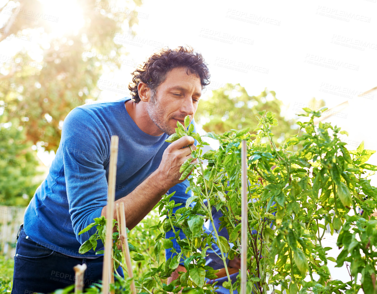 Buy stock photo Man, inspection and work in garden with plant for growth, development and nurture of vegetables. Male person, nature and farming outdoors for hobby, food and sustainable production in Australia