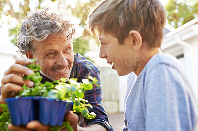 Buy stock photo Elderly man planting herbs with a child in garden for agriculture, sustainability or gardening. Nature, bonding and senior male person checking plants and teaching a boy kid in the backyard at home.