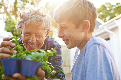 Buy stock photo Shot of a grandfather teaching his grandson about gardening