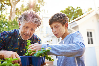 Buy stock photo Senior man planting plants with his grandchild in a garden for agriculture, sustainability or gardening. Nature, bonding and elderly male person checking leaves with boy child in the backyard at home