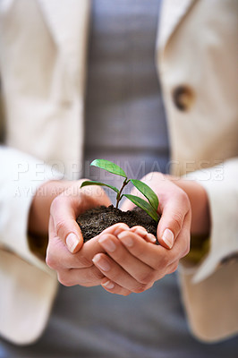 Buy stock photo Hands, growth and woman with plant for green business, soil or agriculture, startup and economy closeup. Sustainability, future and zoom on investor with leaf sprout for corporate and agro merge