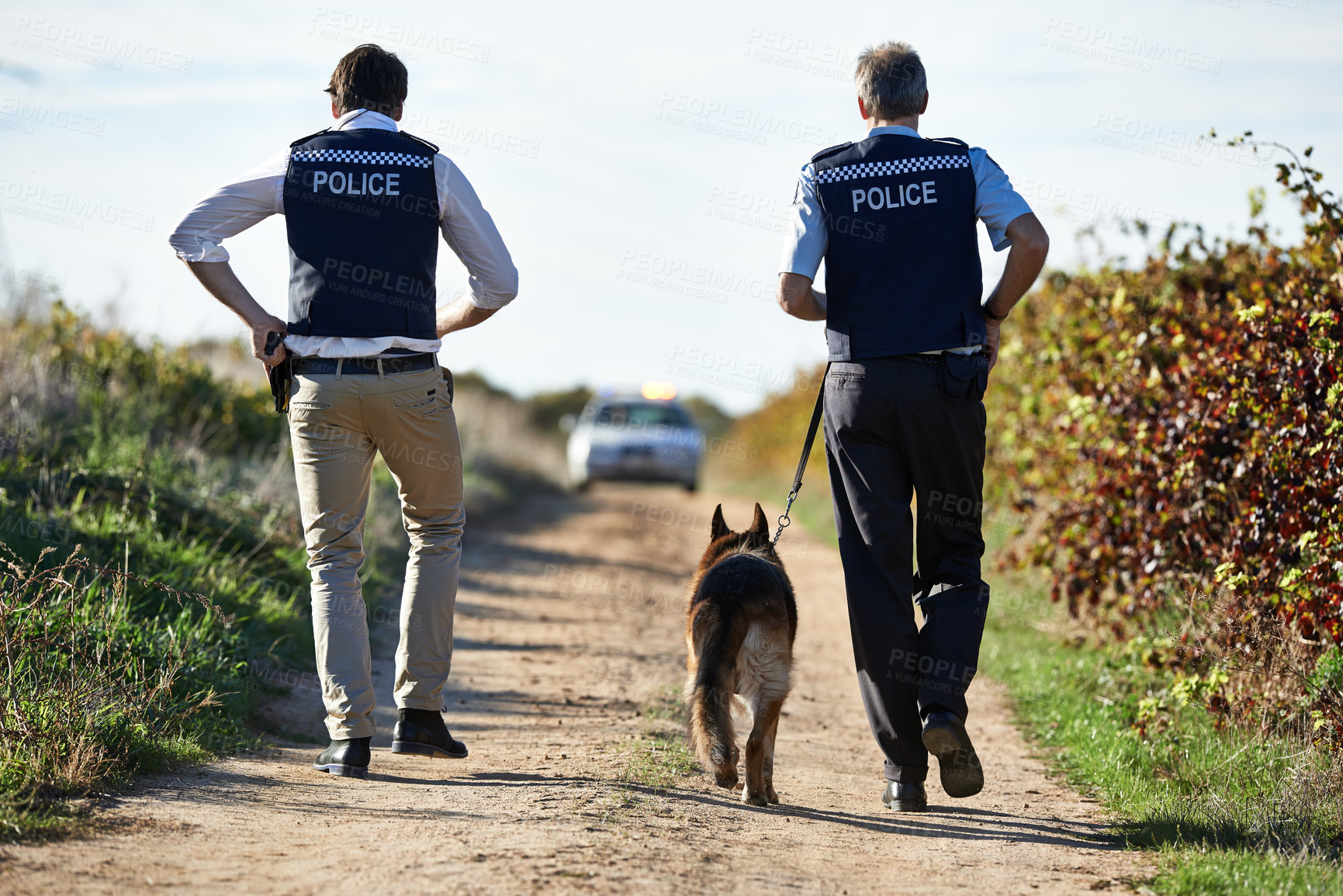 Buy stock photo Policeman, dog and walk in field for crime scene or robbery with car for search, safety and law enforcement. Detective, investigation and uniform in outdoor working at countryside with gravel road