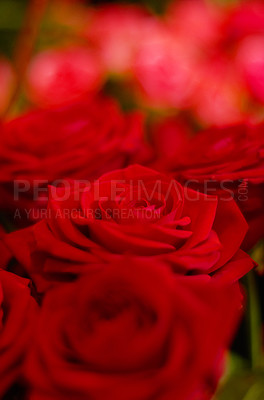 Buy stock photo Roses zoom, flowers and nature with red and love, ecology and environment with bouquet and botanical. Bloom, spring and rose garden, natural and floral with florist, horticulture and landscape