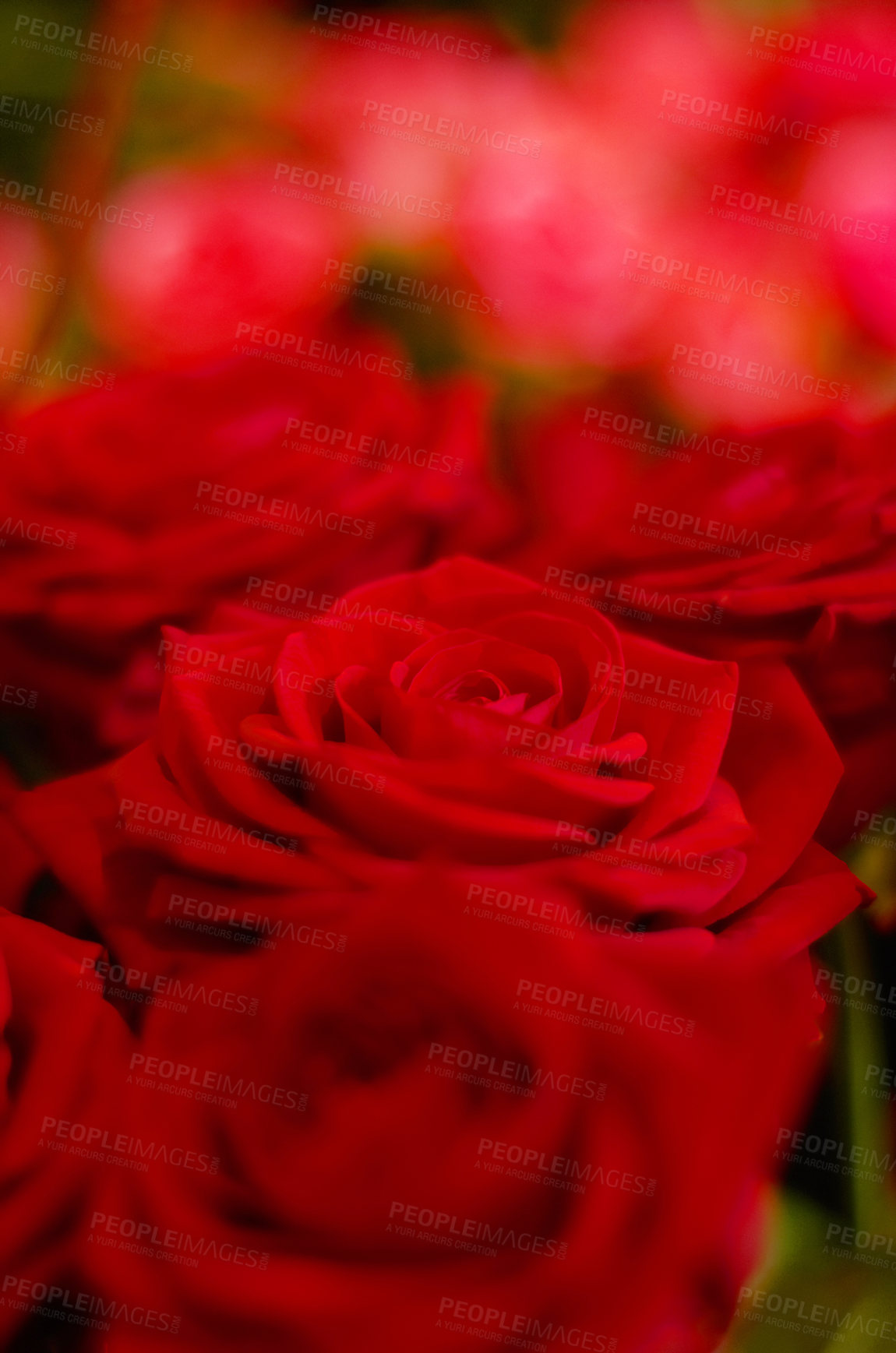 Buy stock photo Roses zoom, flowers and nature with red and love, ecology and environment with bouquet and botanical. Bloom, spring and rose garden, natural and floral with florist, horticulture and landscape