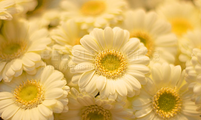 Buy stock photo Closeup of white daisies in a field