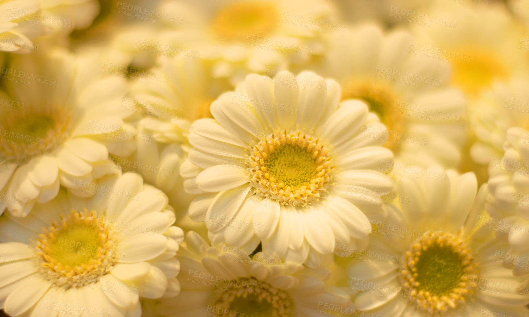 Buy stock photo Closeup of white daisies in a field