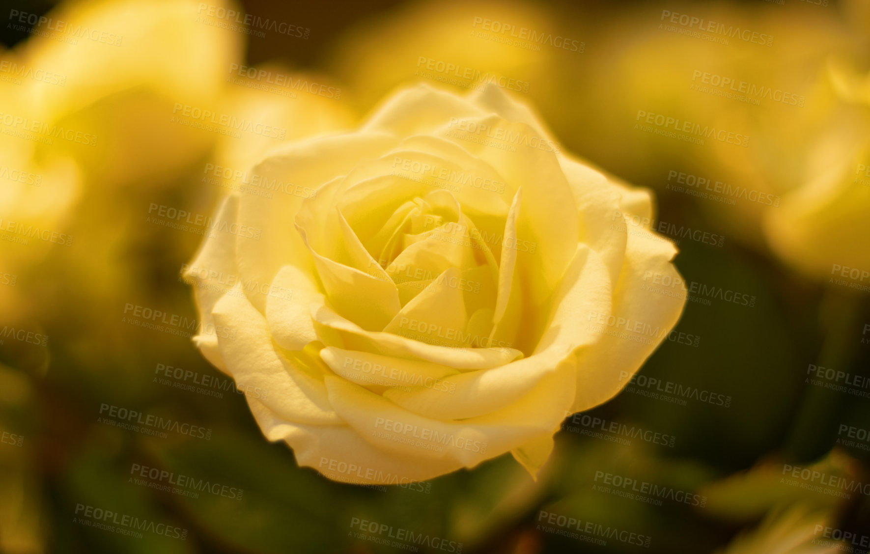 Buy stock photo Yellow, rose and a flower in nature, a garden or environment during the summer or spring season. Closeup, flowers and growth with a vibrant plant or natural foliage outdoor in the wilderness