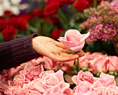 Buy stock photo Garden, nature and hand with a floral pink rose for valentines day, romance or anniversary. Gardening, spring and closeup of a woman buying a bouquet of natural flowers or roses at a plant store.