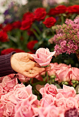 Buy stock photo Roses, hands outdoor and plants in garden for peace, color and growth for valentines day gift. Flowers, plant leaves and sustainable gardening for beauty, bouquet and spring floral bush in nature