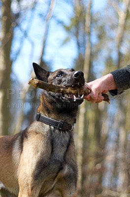 Buy stock photo Man, dog and forest with stick in mouth, play fetch or training in nature with game, exercise and learning. Hand, wood and pet animal with strong bite, pull and outdoor in countryside for health