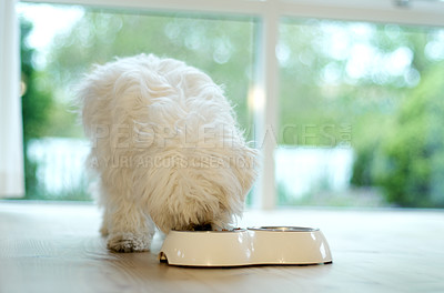 Buy stock photo A fluffy pet dog eating from it's food bowl at home