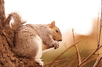 Buy stock photo Forest, animal and squirrel closeup on tree in winter morning hungry for seed or search for food in environment. Natural, ecology and biodiversity outdoor in park or woods with wildlife in nature