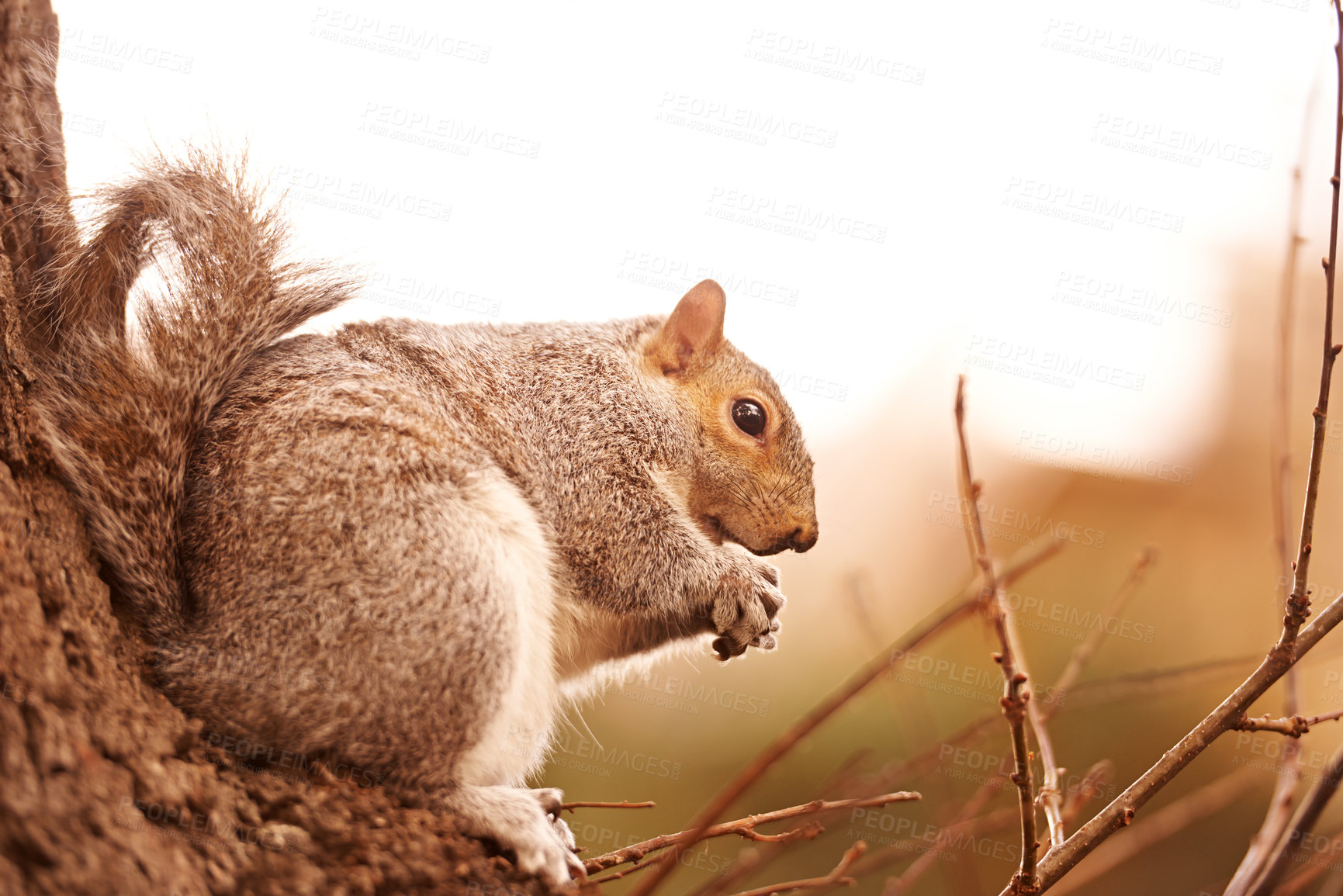 Buy stock photo Forest, animal and squirrel closeup on tree in winter morning hungry for seed or search for food in environment. Natural, ecology and biodiversity outdoor in park or woods with wildlife in nature