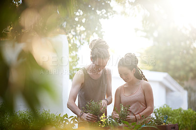 Buy stock photo Couple, man and woman with plants in garden, harvest and sustainability of herbs for growth. Happy people, working and caring for vegetables together with smile, organic and vegan food in backyard