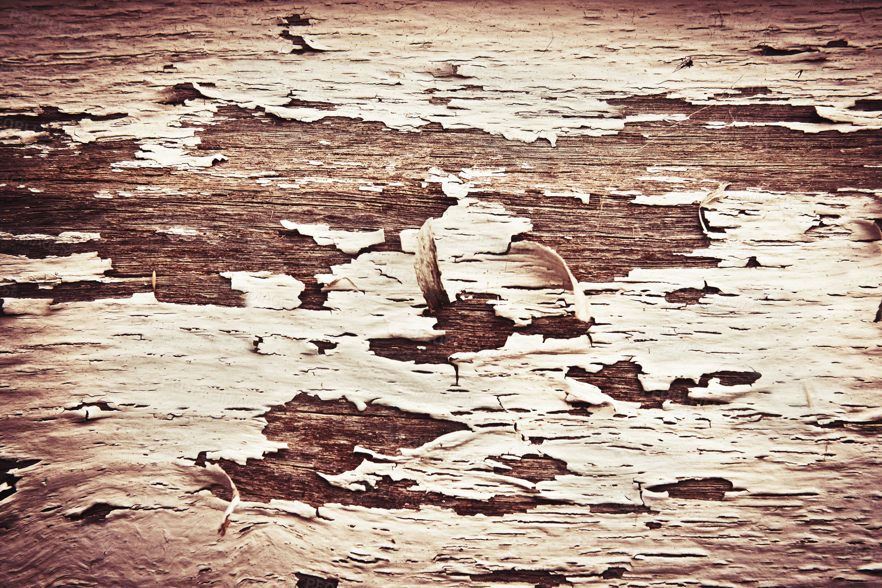 Buy stock photo Wood, wall and texture with paint peeling off exterior of old, rough or rustic maintenance. Closeup of weathered detail, aging or damaged wooden surface of antique board, historic panel or structure