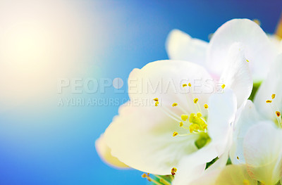 Buy stock photo Blue sky, flower and Lilly with sunshine of natural plant in bloom, blossom or sprout on the summer season. Closeup of white petals and floral leaves in outdoor nature or garden on a sunny day 