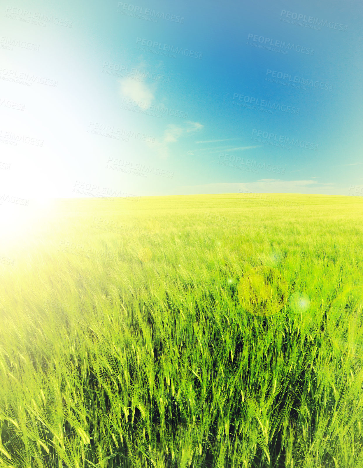 Buy stock photo Blue sky, landscape and grass in field with sunshine for environment, ecosystem and nature. Natural background, wallpaper and plants for growth, spring and earth for agriculture, farming and ecology