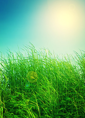 Buy stock photo Blue sky, nature and grass in field with sunshine for environment, ecosystem and landscape. Natural background, wallpaper and plants for growth, spring and earth for agriculture, farming and ecology