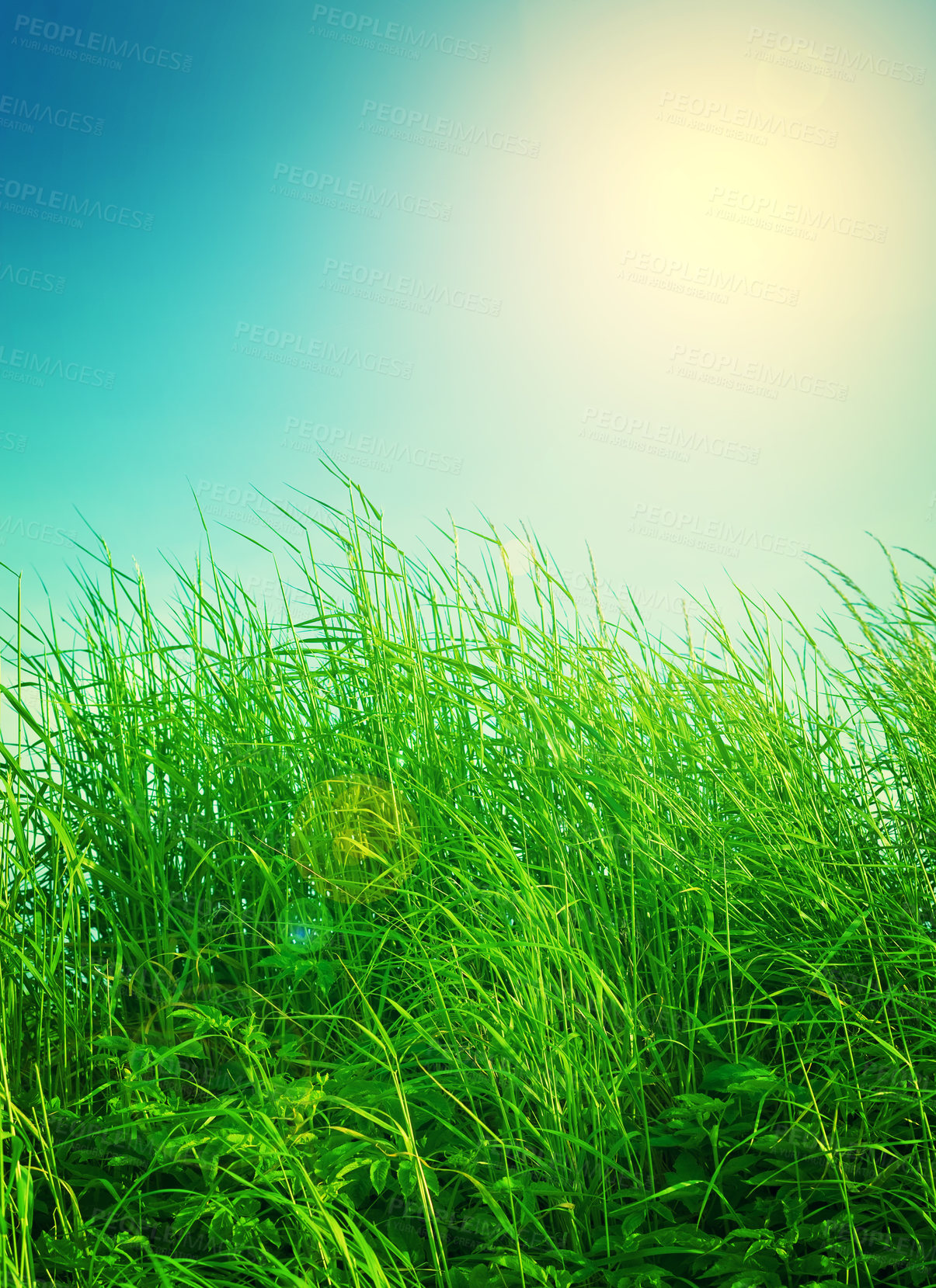 Buy stock photo Blue sky, nature and grass in field with sunshine for environment, ecosystem and landscape. Natural background, wallpaper and plants for growth, spring and earth for agriculture, farming and ecology