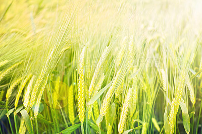 Buy stock photo Field, nature and wheat grass in meadow for environment, ecosystem and landscape conservation. Natural background, wallpaper and plant, rye and barley growing for agriculture, farming and ecology