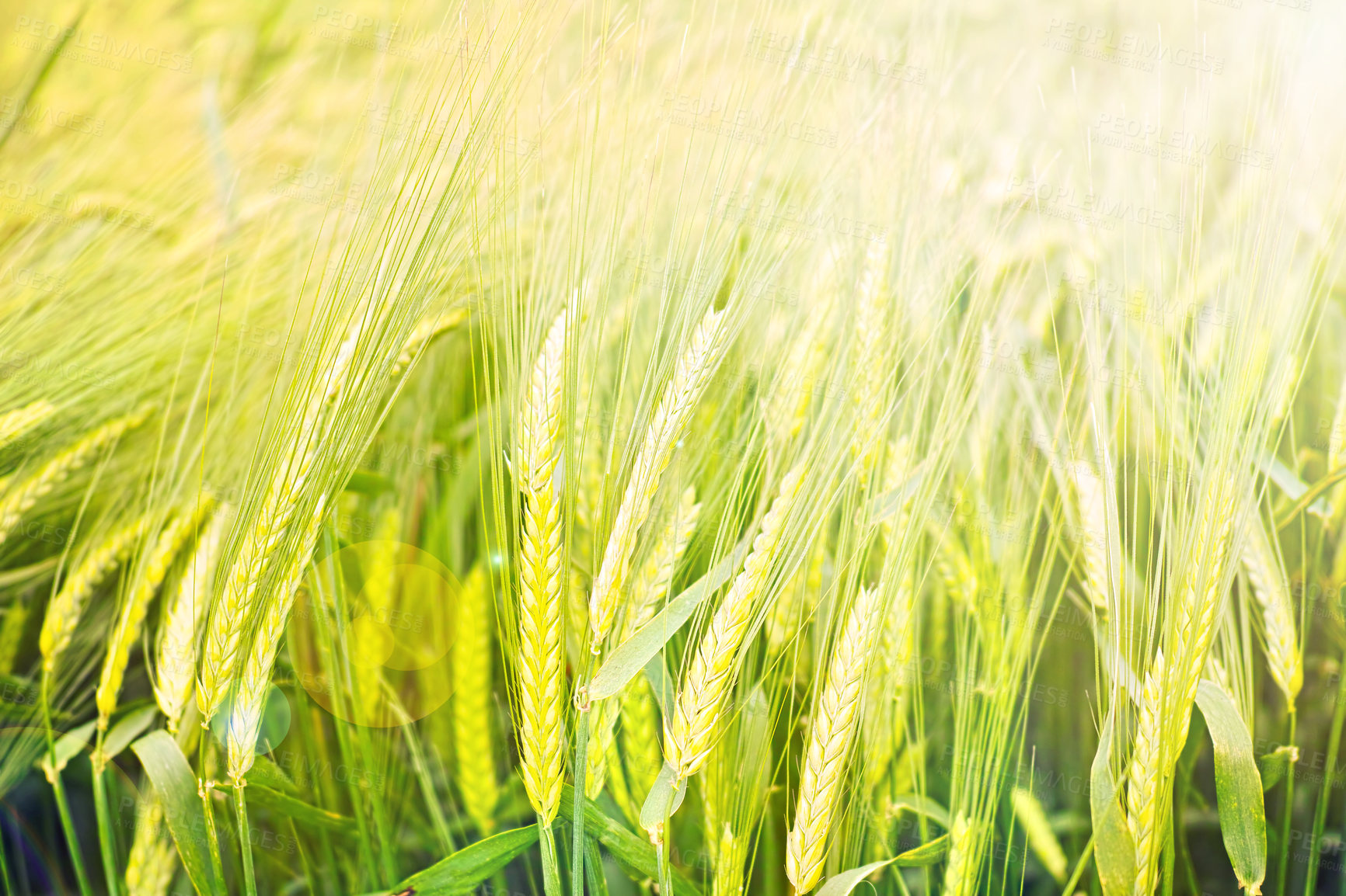 Buy stock photo Field, nature and wheat grass in meadow for environment, ecosystem and landscape conservation. Natural background, wallpaper and plant, rye and barley growing for agriculture, farming and ecology