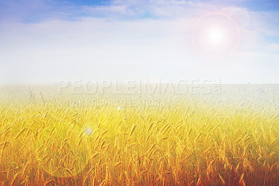 Buy stock photo Wheat, food and wallpaper for harvest and barley for grow and maize in field with sunshine and sky in nature. sustainable, plant and fibre for environment, farming and grain for eco, seed and organic
