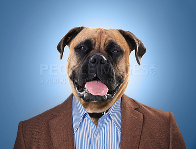 Buy stock photo Dog, head and in business suit or worker on surrealism or management and on blue background. Abstract, finance and employee or animal face executive or professional boss and corporate pet mastiff 