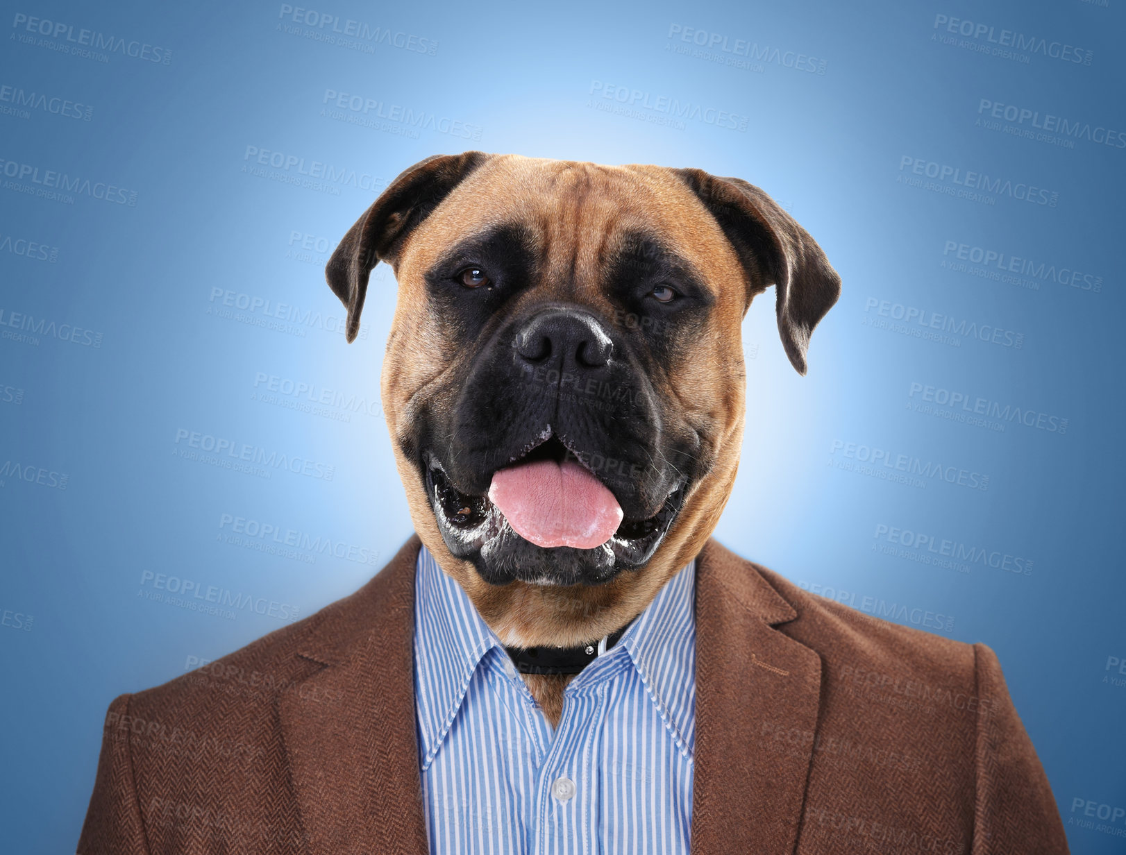 Buy stock photo Dog, head and in business suit or worker on surrealism or management and on blue background. Abstract, finance and employee or animal face executive or professional boss and corporate pet mastiff 