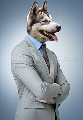 Buy stock photo Studio shot of a businessperson with a husky head