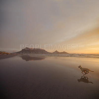 Buy stock photo Shot of a dog running on the beach