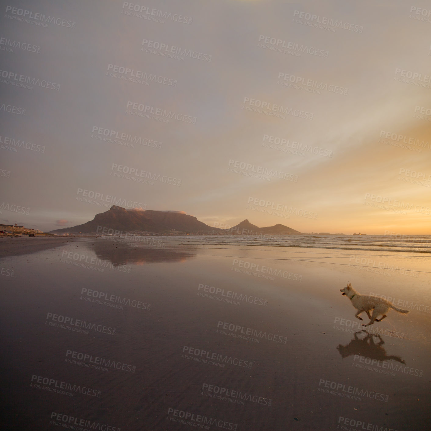 Buy stock photo Shot of a dog running on the beach