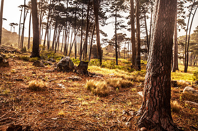 Buy stock photo Shot of a cut down tree in the forest