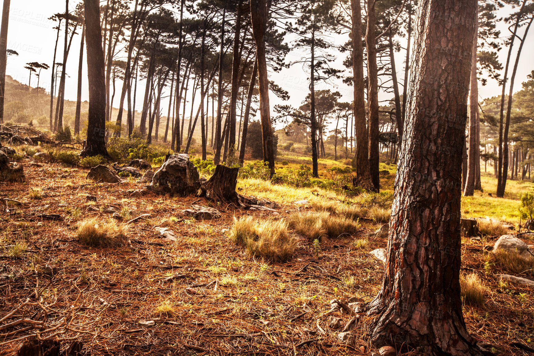 Buy stock photo Shot of a cut down tree in the forest