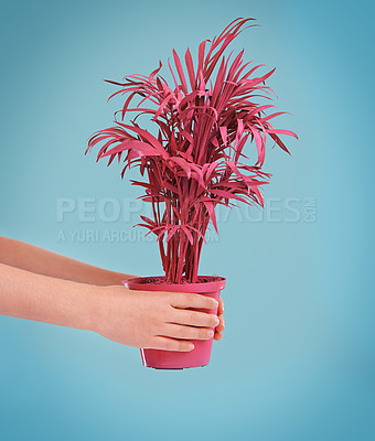 Buy stock photo Pot, plant and person with closeup, hands and nature on a blue studio background. Funky, mockup space and model with decoration or promotion with flower or showing with natural design or eco friendly