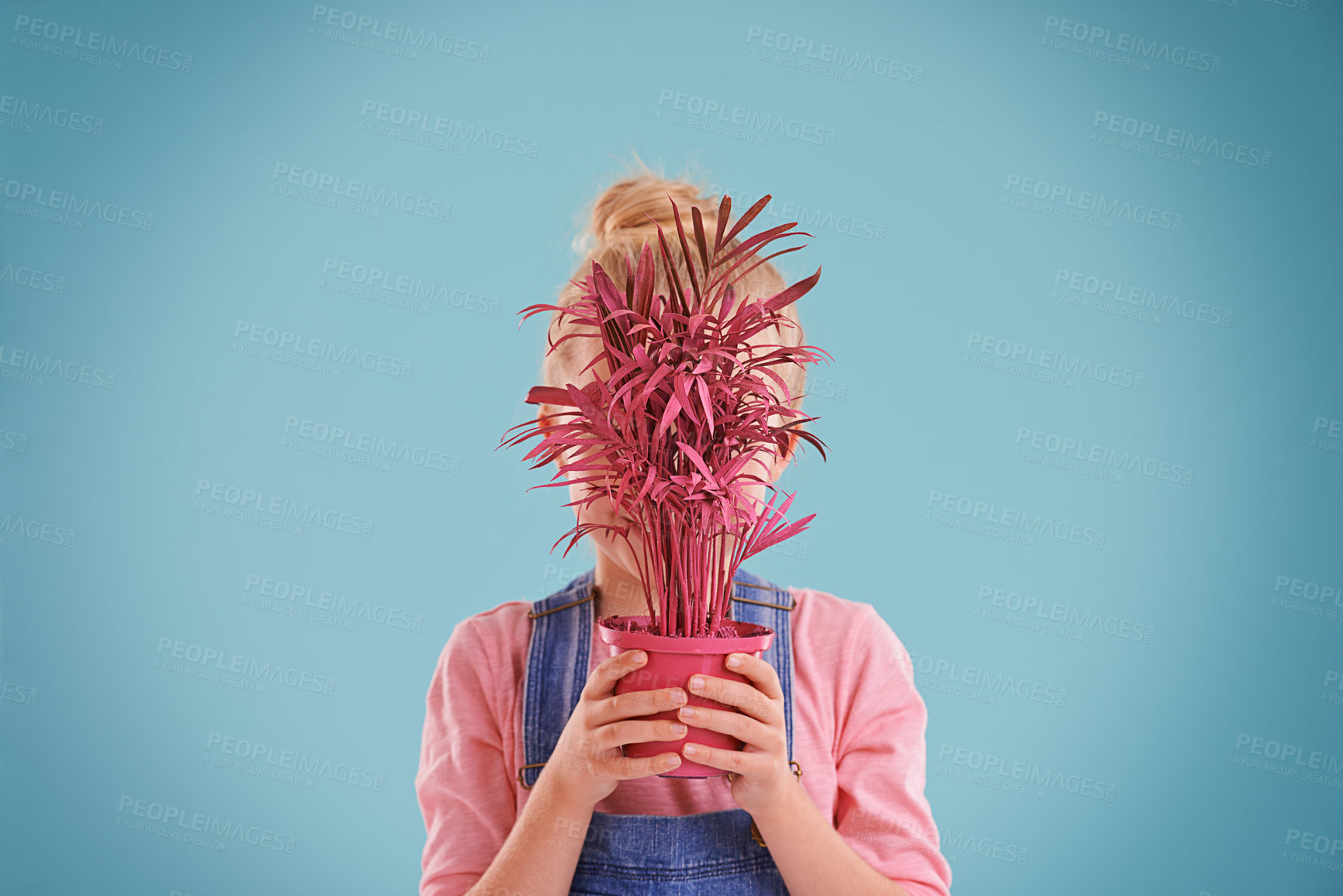 Buy stock photo Girl, studio and plant with playful, hiding and fun for childhood color and playing. Child, youth and covered face with pink, pastel and vibrant joy for cute kid isolated on colorful blue background