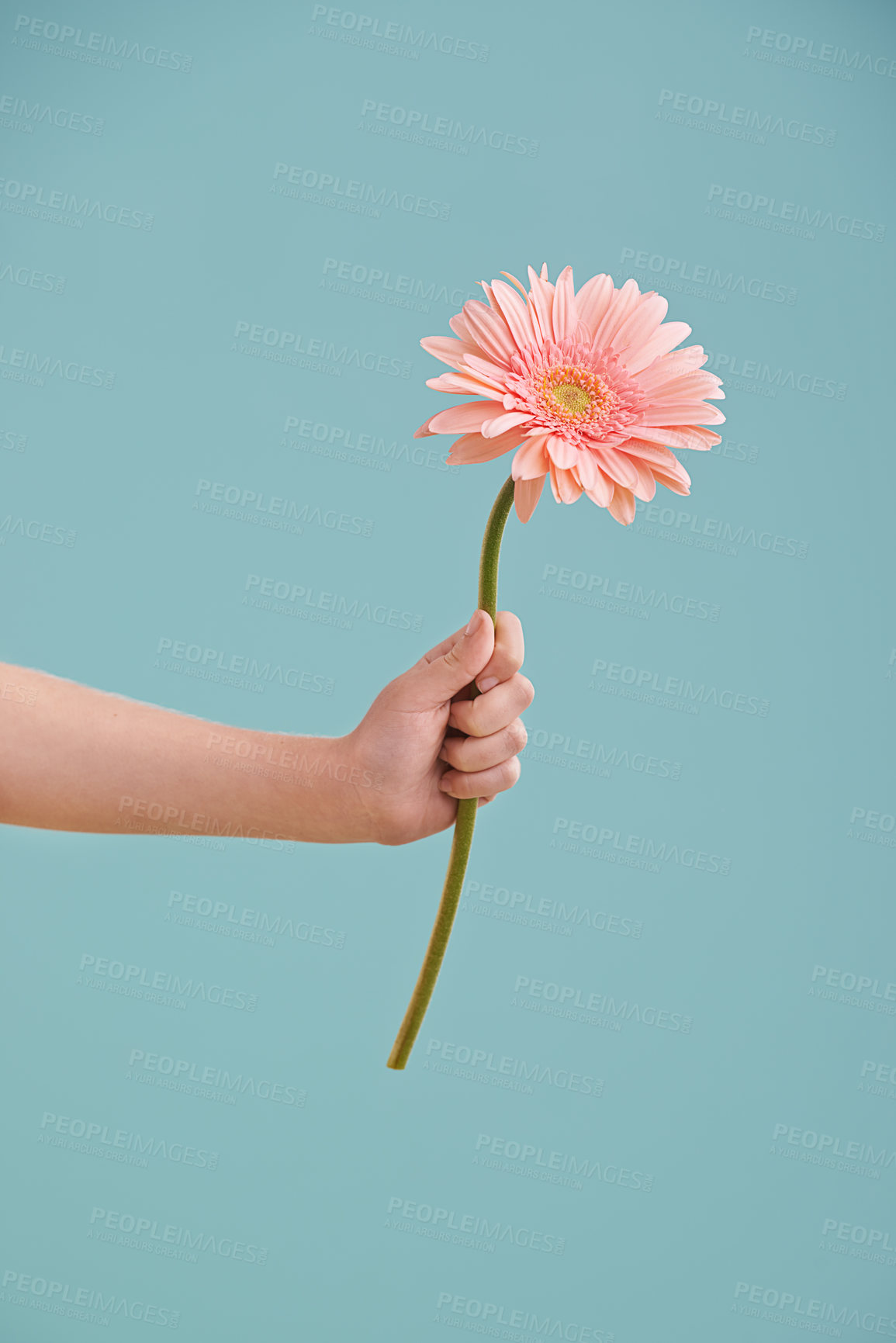 Buy stock photo A little girl's hand presenting a flower while isolated