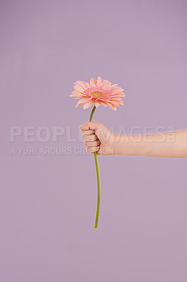 Buy stock photo Studio, flower and hand presenting plant as gift from nature by kindness of child with pastel or floral. Purple background, kid and youth with daisy for care, eco friendly and giving in spring